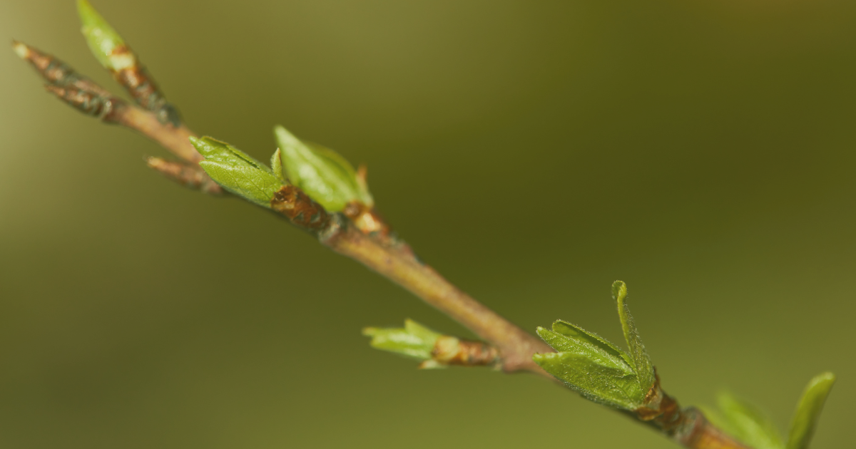 a close-up of a twig with green leaves