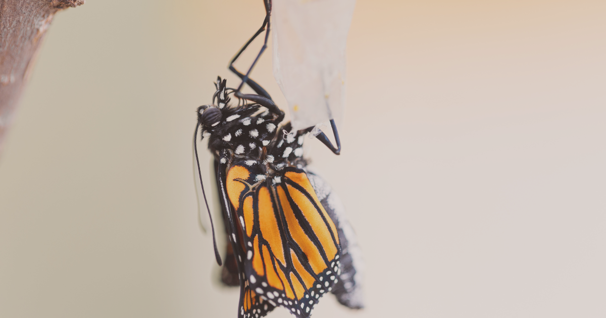 monarch butterfly emerging from chrysalis